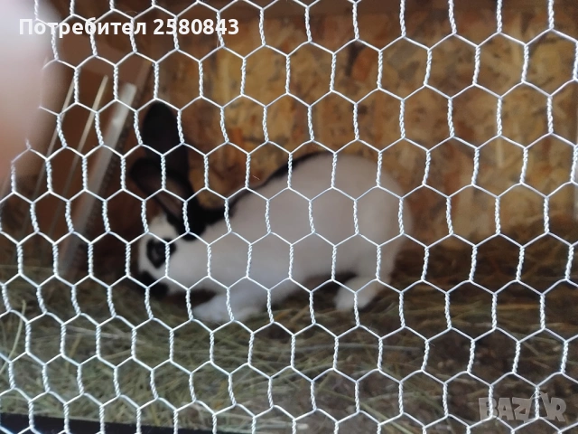 Зайци немска пеперуда чисти, снимка 4 - Други - 54154671