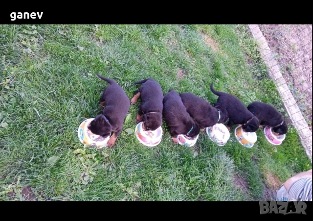 бебета ротвайлер 