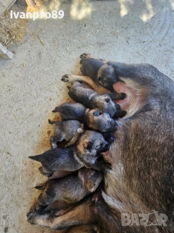 Продавам немски овчарки, снимка 11 - Немска овчарка - 52590063