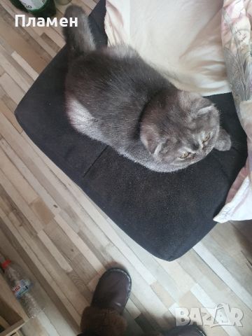 Продавам британски котенца породисти истински от Свиленград , снимка 1