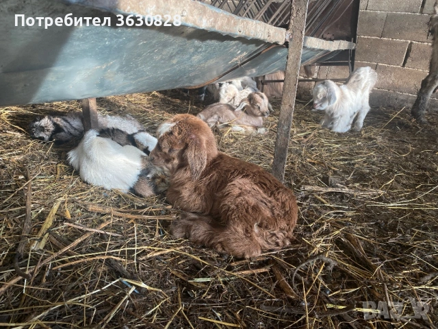 Продавам новородени малки сукалчета , снимка 3 - Други животни - 53746407