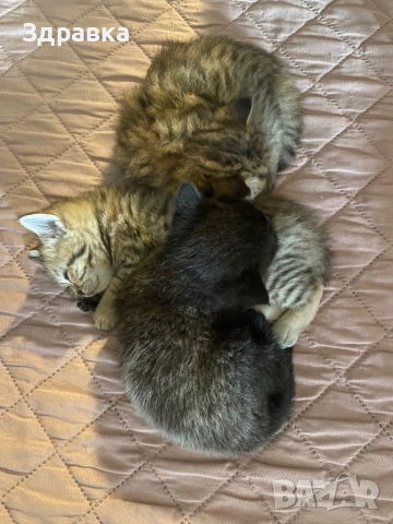 Британски късокосмести котенца