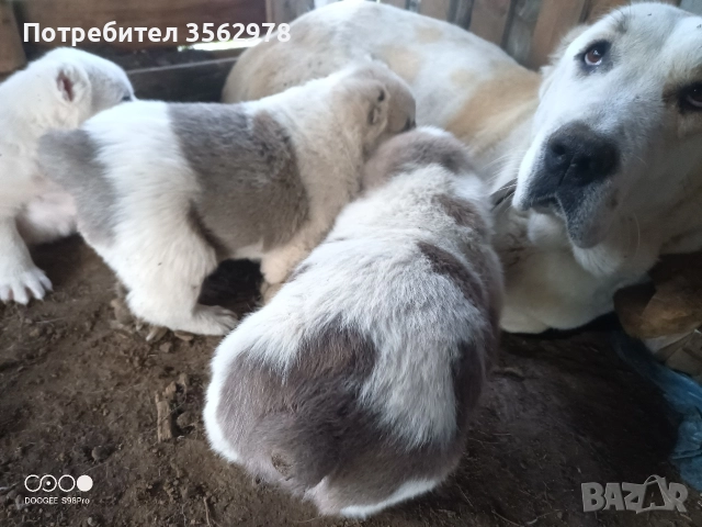 кученца кръстоска между каракачанка и алабай 