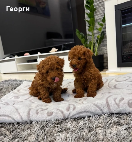 Пудел той / Toy Poodle, снимка 1