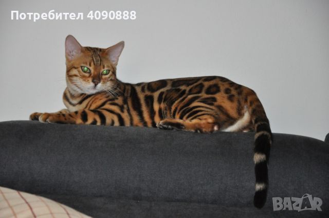Бенгалски котета, снимка 6 - Други - 45635623