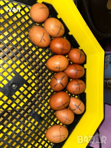 Кокошки черен Мед Маран  , снимка 3 - Кокошки и пуйки - 54265181