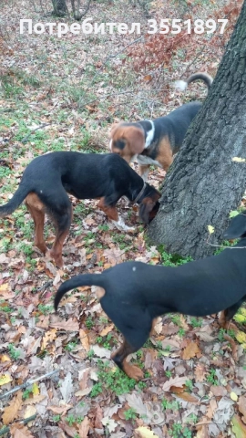 Продавам четири ловни гончета 