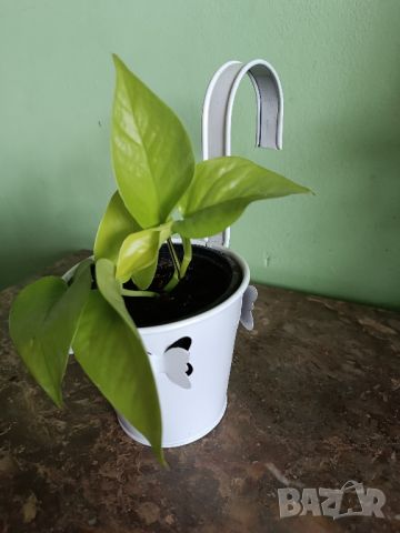 Епипремнум Golden Pothos , снимка 6 - Стайни растения - 46628233