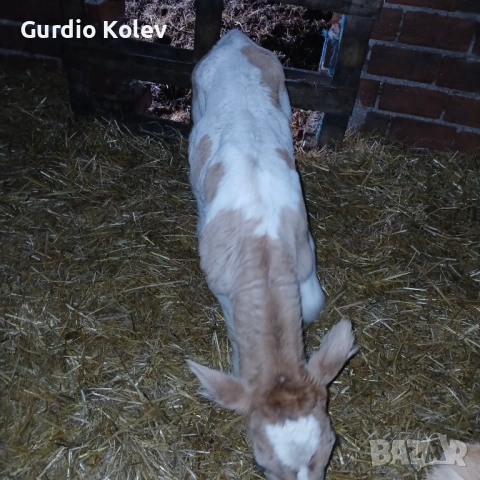 Телета , снимка 3 - Крави - 54015785