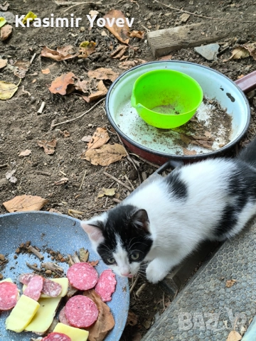 Подарявам две котета , снимка 4 - Други - 52351473