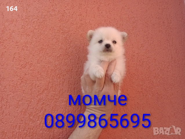 Мини Шпиц - Померан. Мъжки и женски кученца. , снимка 6 - Померан - 53743617