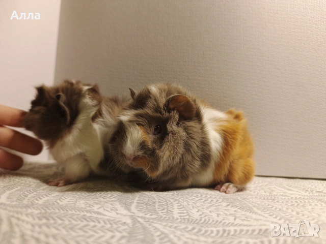 Малки морски свинчета, снимка 2 - Морски свинчета - 53875539