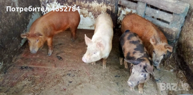 По 40 килограма, снимка 2 - Прасета - 53512780