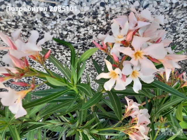 Зокуми, снимка 4 - Градински цветя и растения - 37156678