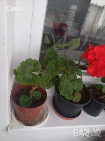 Мушкато , снимка 2 - Градински цветя и растения - 53679174