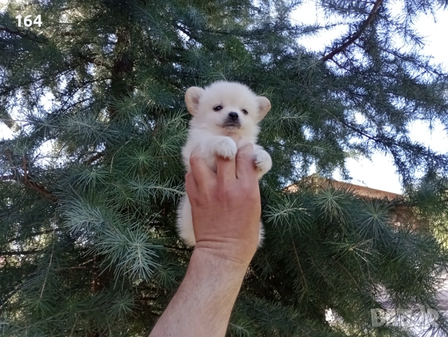 Мини Шпиц - Померан. Мъжки и женски кученца. 