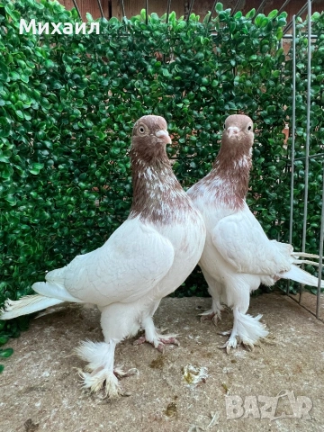 Сатинети, Унгарци, снимка 12 - Гълъби - 53406751