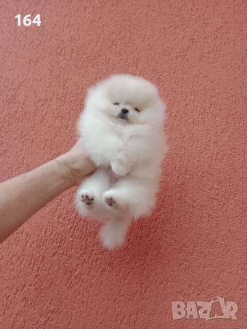 Миниатюрно мини момиченце. Померан. Реални снимки от 24.01.26 г., снимка 7 - Померан - 53209760
