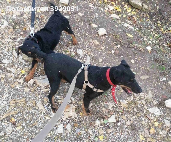 Продавам женски ягдтериер