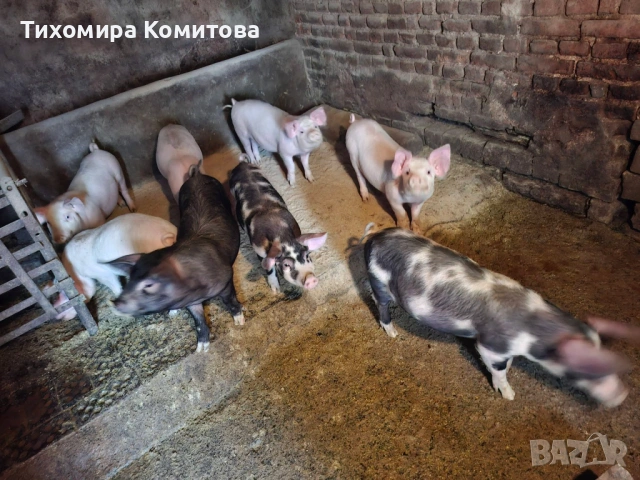 Свободни прасета , снимка 7 - Прасета - 53688223