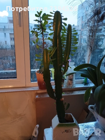 Продавам  кактус  Еуфорбия  тригона, едър
