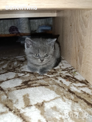 Британска късокосместа, снимка 8 - Британска късокосместа - 52705749