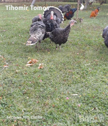 продавам домашно гледани пуйки пуяци , снимка 8 - Кокошки и пуйки - 52243231