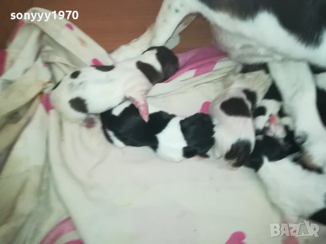 ДЖАК РЪСЕЛ БЕБЕТА 1308251846, снимка 2 - Джак ръсел териер - 51357335