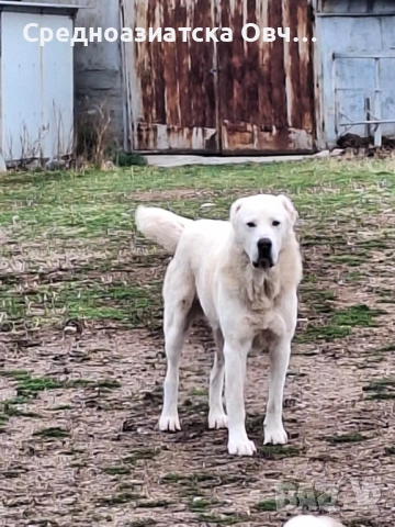 Сао-Алабай, снимка 6 - Алабай - 53125103