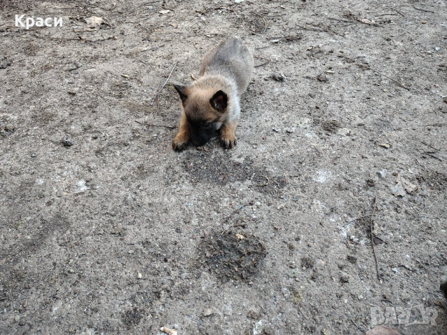 Белгийска овчарка , снимка 4 - Други - 53852301