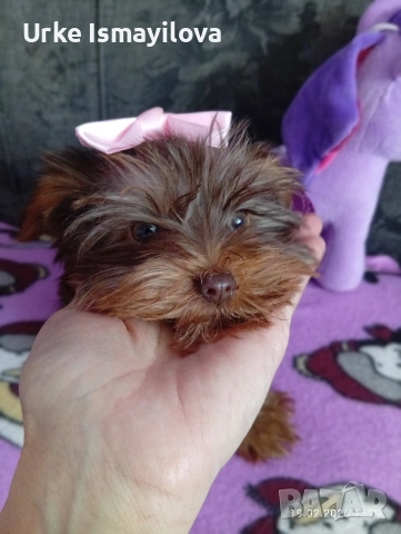 Мини йоркширски териер , снимка 10 - Йоркширски териер - 53534471