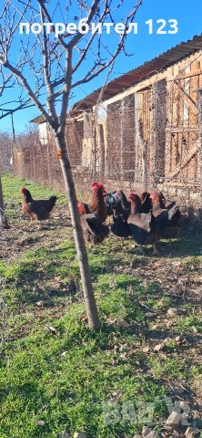 катунски кокошки, снимка 4 - Кокошки и пуйки - 52928506