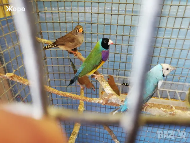 Продавам чифтове Гулдови Амадини , снимка 5 - Амадини - 48874559