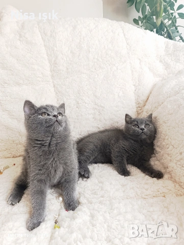 не са красиви те просто са уникални, снимка 6 - Британска късокосместа - 53773762