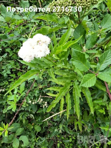 Сироп от бял и черен бъз , снимка 8 - Домашни продукти - 51290370