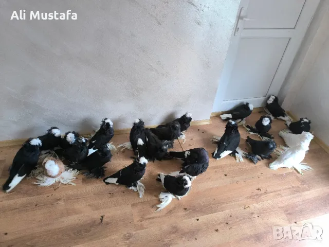 Бухари , снимка 4 - Гълъби - 48210642