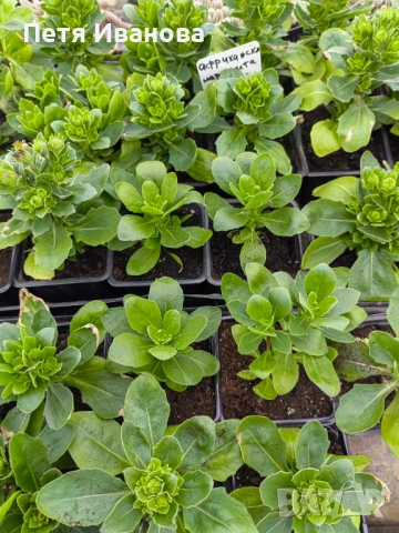 Остеоспермум (Osteospermum) , снимка 2 - Градински цветя и растения - 53591315