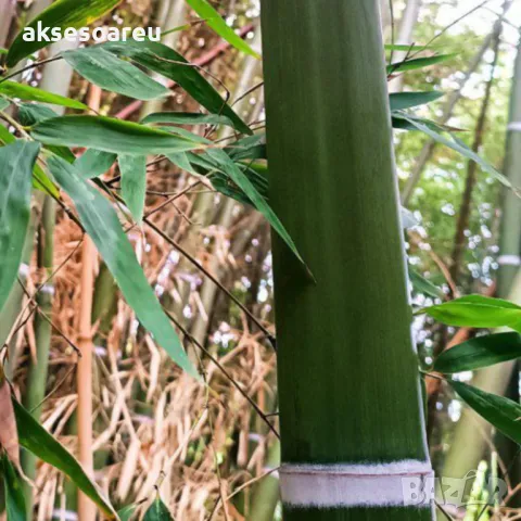 100 качествени Семена от гигантски бамбук Moso Bambo градински горски декоративни растения за дома , снимка 4 - Сортови семена и луковици - 50334157