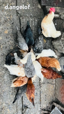 Пилета слелски шарени яйца