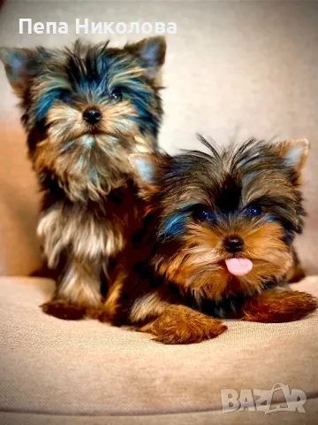 Мини йорки, снимка 1