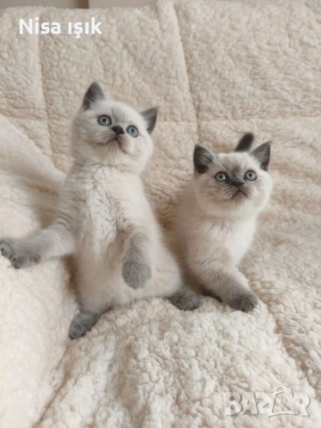 в Хасково не са красиви те просто са уникални момченца