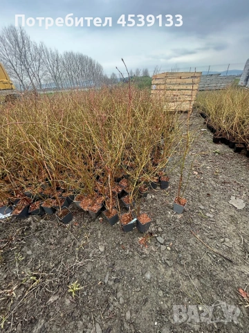 боровинки сорт БЛУКРОП Растенията са 3 годишни, снимка 2 - Разсади - 53722371