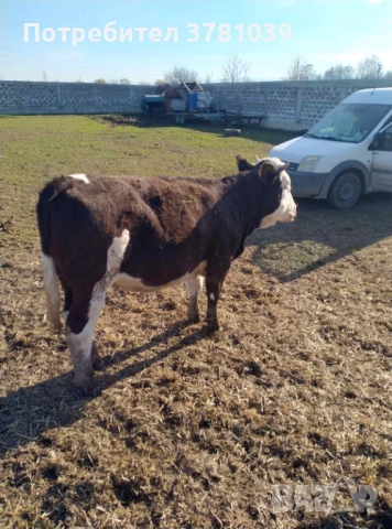 Продавам теле, снимка 2 - Крави - 52869748