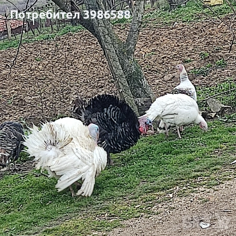 Пуяк,Пуйки, снимка 4 - Кокошки и пуйки - 53935620