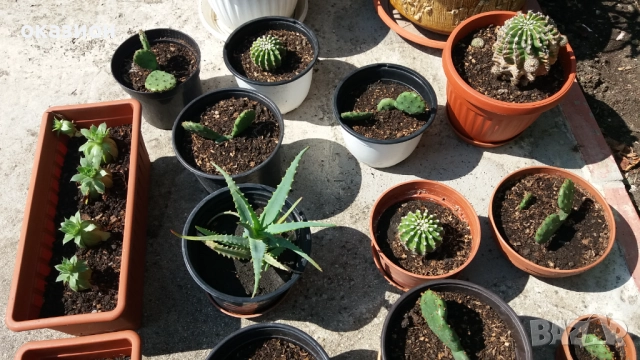 кактуси.алое,дебелец цена за всички, снимка 4 - Градински цветя и растения - 51708237