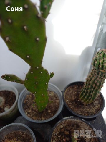 Различни кактуси, снимка 5 - Стайни растения - 45350691