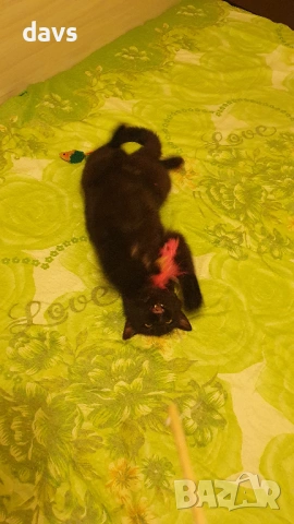 Приемен / постоянен Дом за Черна принцеса, снимка 9 - Други - 53331492