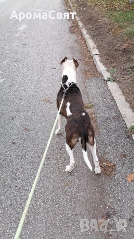 Подарява се , снимка 3 - Други - 54044879