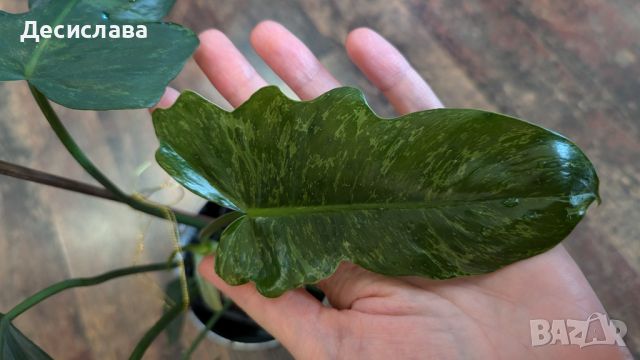 Philodendron Fiddle Lime, снимка 3 - Стайни растения - 46791782