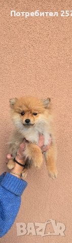 Померански шпиц , снимка 7 - Померан - 52679788